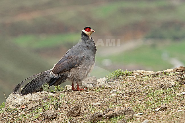 Tibetan Eared Pheasant (Crossoptilon harmani), also called Elwes' Eared Pheasant, walking around Xiongse Monastery in Tibet, China. stock-image by Agami/James Eaton,