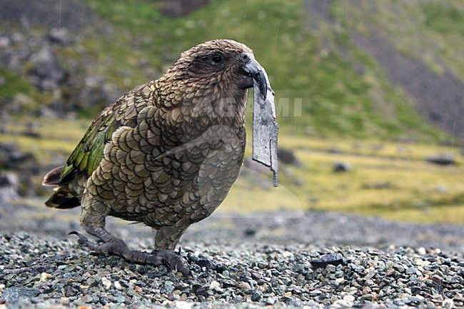 Kea; Kea; Nestor notabilis stock-image by Agami/Martijn Verdoes,