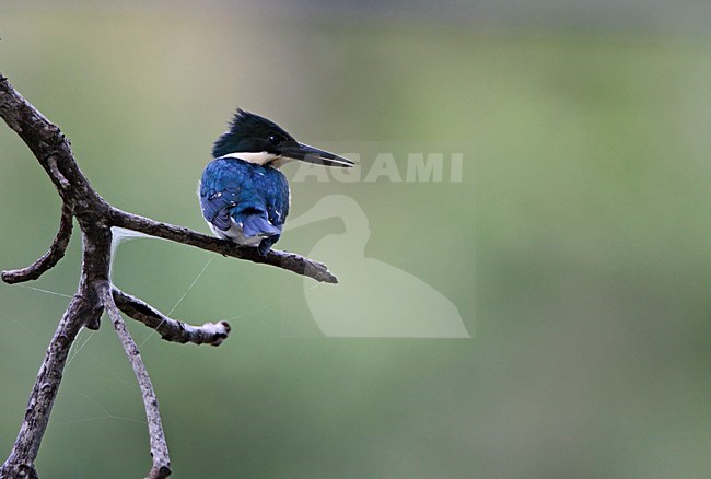 Groene IJsvogel vrouwtje op tak Tobago, Green Kingfisher female on branch Tobago stock-image by Agami/Wil Leurs,