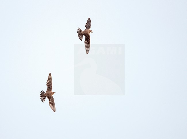 Alpine Swift (Apus melba) in flight in Spain. stock-image by Agami/Ran Schols,