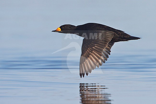 Black Scoter (Melanitta americana) flying over the Hudson's Bay in Manitoba, Canada. stock-image by Agami/Glenn Bartley,