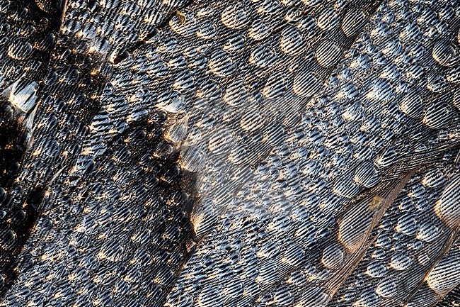 Dewdrops on the feathers of a dead Barnacle Goose. stock-image by Agami/Wil Leurs,