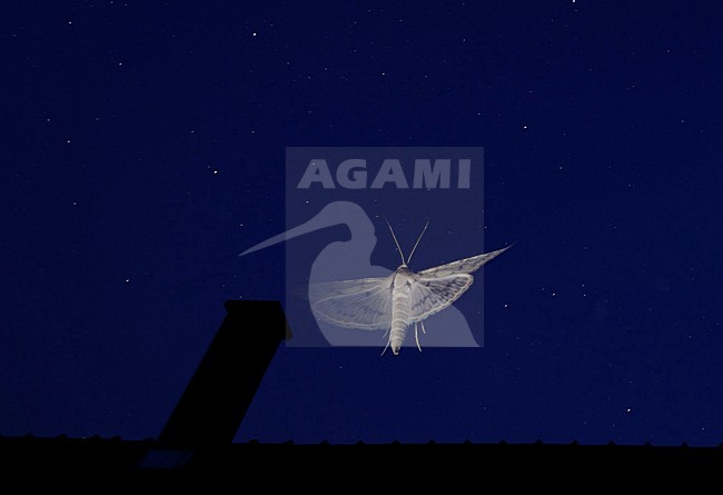 Vliegende nachtvlinder, Flying Moth stock-image by Agami/Rob de Jong,