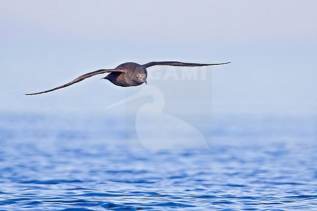 Grauwe Pijlstormvogel, Sooty Shearwater, Puffinus griseus stock-image by Agami/Glenn Bartley,