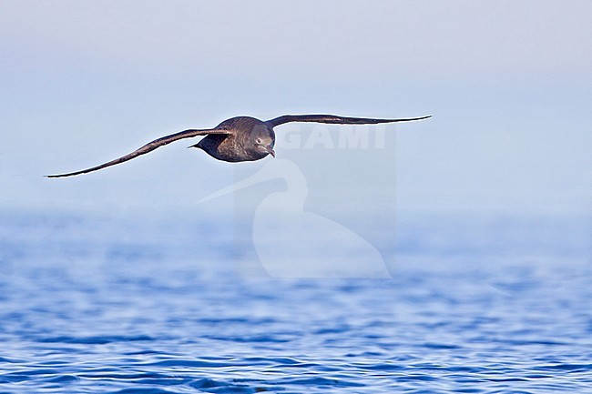 Grauwe Pijlstormvogel, Sooty Shearwater, Puffinus griseus stock-image by Agami/Glenn Bartley,