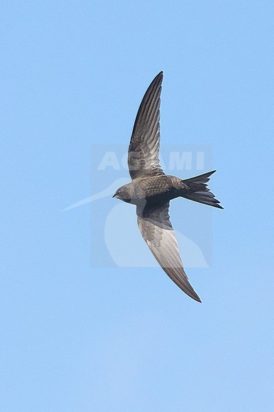 Adult Common Swift, (Apus apus), apus subspecies, flying against a blue sky as background, in Brittany, France. stock-image by Agami/Sylvain Reyt,