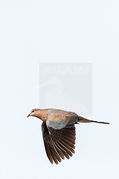 Laughing Dove (Streptopelia senegalensis) in Israel. stock-image by Agami/Marc Guyt,