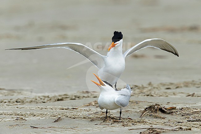 Adult American Royal Terns (Thalasseus maximus) pair standing on a beach in Galveston County, Texas, USA during courtship. stock-image by Agami/Brian E Small,