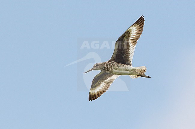 Oostelijke Willet in de vlucht, Eastern Willet in flight stock-image by Agami/David Monticelli,
