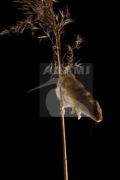 Dwergmuis in rietpluim; Harvest Mouse in reed stem stock-image by Agami/Theo Douma,