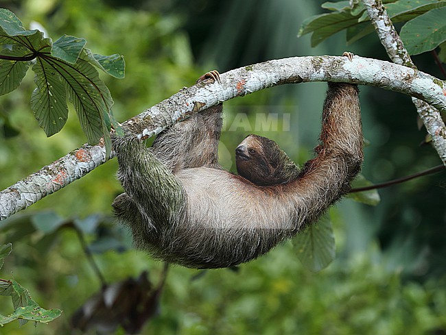 Brown-throated three-toed sloth (Bradypus variegatus) taken the 07/12/2022 at Bogarin Trail - Costa Rica stock-image by Agami/Aurélien Audevard,