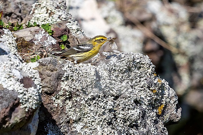 First winter Blackburnian Warbler perched in Tennessee Valley in Corvo. October 15, 2017. stock-image by Agami/Vincent Legrand,