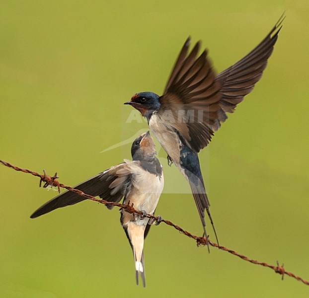 Barn Swallow juvenile being fed, Boerenzwaluw juveniel gevoerd stock-image by Agami/Hans Gebuis,