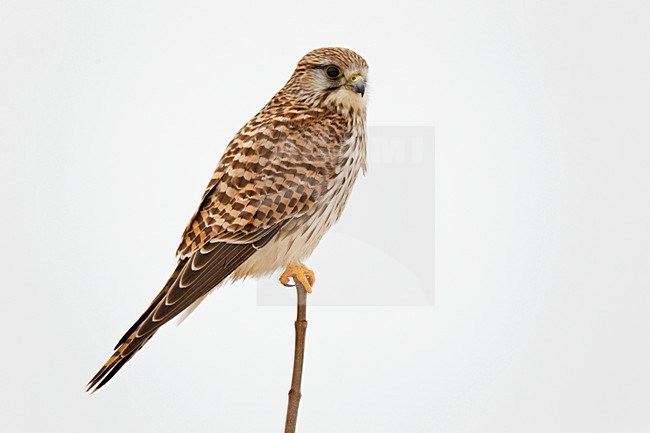 Vrouwtje Torenvalk zittend op top van boompje ; Female Common Kestrel sitting on top of small tree stock-image by Agami/Ran Schols,