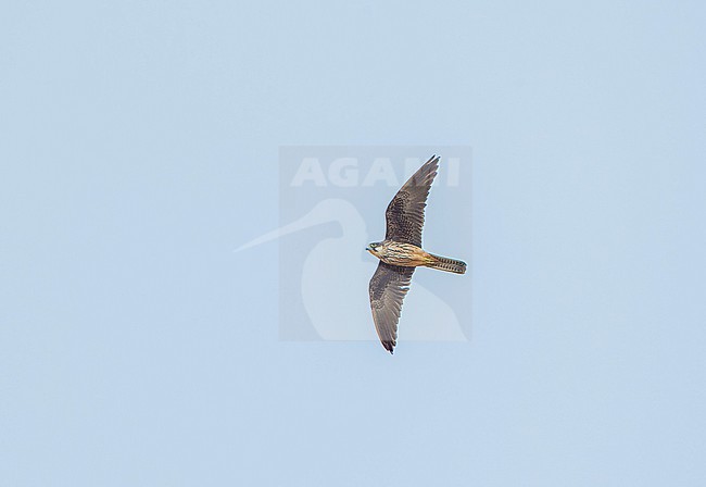 Light-morph adult Eleonora's Falcon (Falco eleonorae) in flight on Lanzarote Island. stock-image by Agami/David Monticelli,