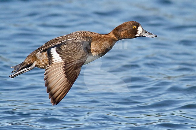 Lesser Scaup (Aythya affinis) flying in Victoria, BC, Canada. stock-image by Agami/Glenn Bartley,