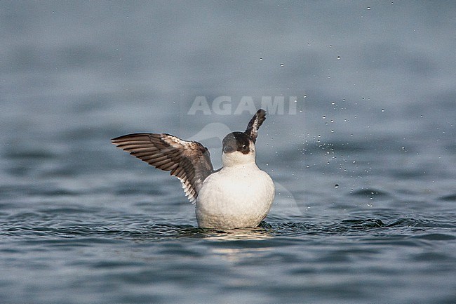 Little Auk (Alle alle) swimming in the harbor of Vlieland, Netherlands. stock-image by Agami/Marc Guyt,