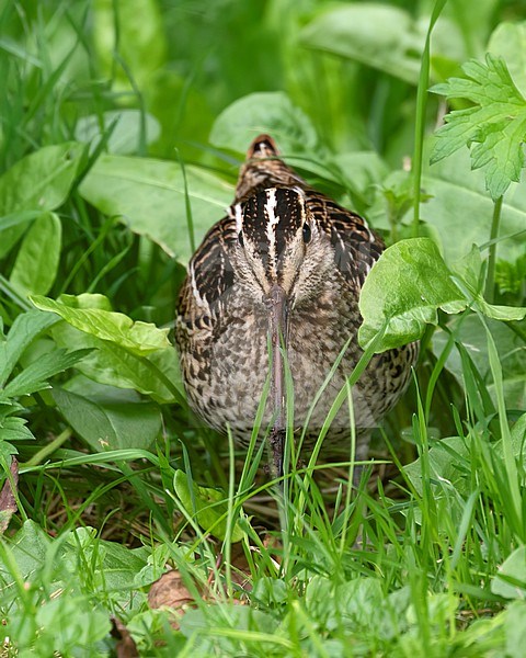 A Great Snipe giving rare close-up views in lush green grass along a ditch on the island of Texel stock-image by Agami/Jacob Garvelink,