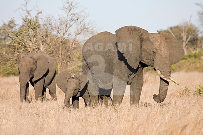 Afrikaanse Olifant in het Kruger Park; African Elephant at Kruger Park stock-image by Agami/Marc Guyt,