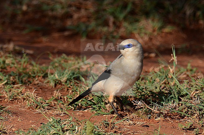 Stresemann's bushcrow (Zavattariornis stresemanni) standing on the ground near Yabello in Ethiopia. stock-image by Agami/Laurens Steijn,