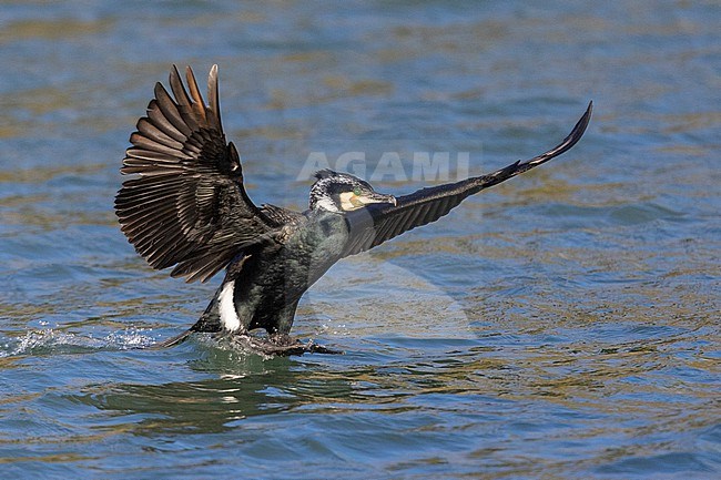 Great Cormorant (Phalacrocorax carbo sinensis), adult landing on the water, Campania, Italy stock-image by Agami/Saverio Gatto,
