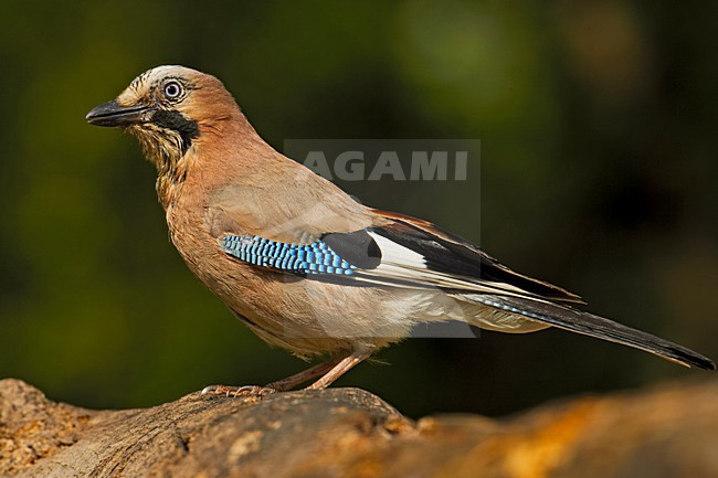Gaai zittend op een tak; Jay perched on branch stock-image by Agami/Markus Varesvuo,