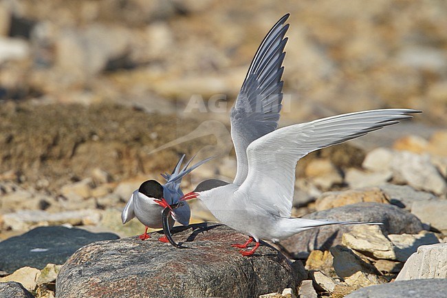 Arctic Tern (Strena paradisaea) perched on a rock in Churchill, Manitoba, Canada. stock-image by Agami/Glenn Bartley,