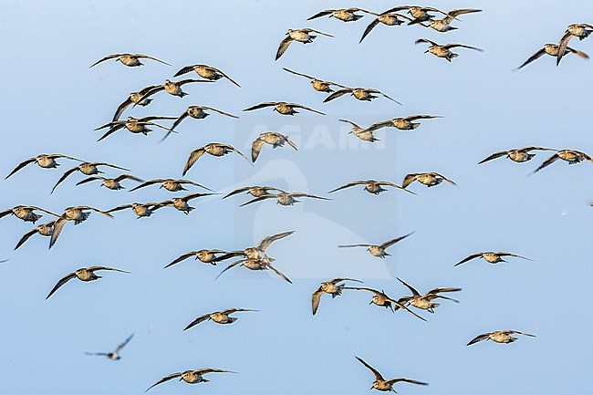 Vlucht Kanoeten, Group of Red knots, Calidris canulus stock-image by Agami/Rob Riemer,