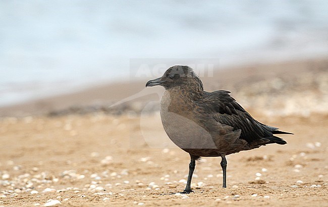 First-winter Great Skua (Stercorarius skua) standing on the beach at Lagoset, Halland, Sweden. stock-image by Agami/Helge Sorensen,