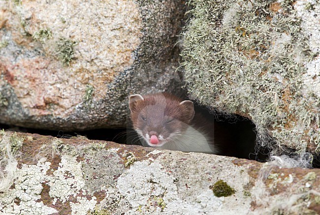 Hermelijn, Stoat, Mustela erminea stock-image by Agami/Hugh Harrop,