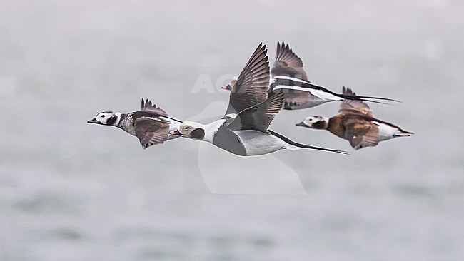 Flock of Long-tailed Duck (Clangula hyemalis), male and female, winter plumage, in flight. stock-image by Agami/Lennart Verheuvel,