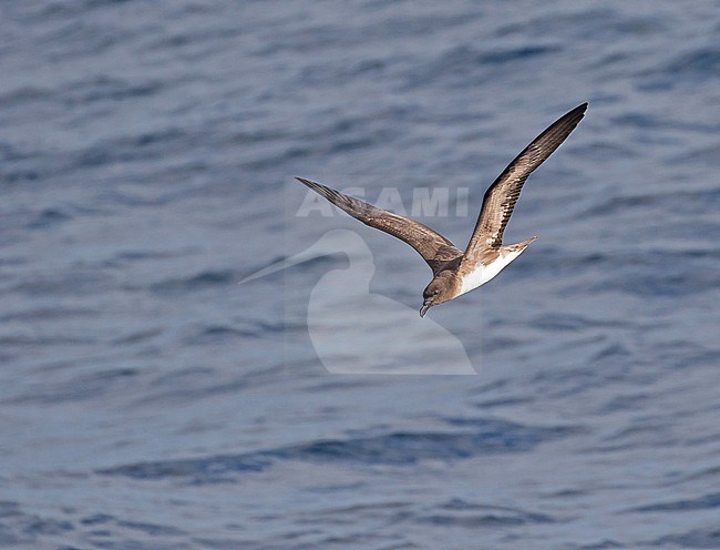 Tahiti Petrel, Pseudobulweria rostrata. Photographed during a French Polynesia & The Cook Islands expedition cruise. stock-image by Agami/Pete Morris,