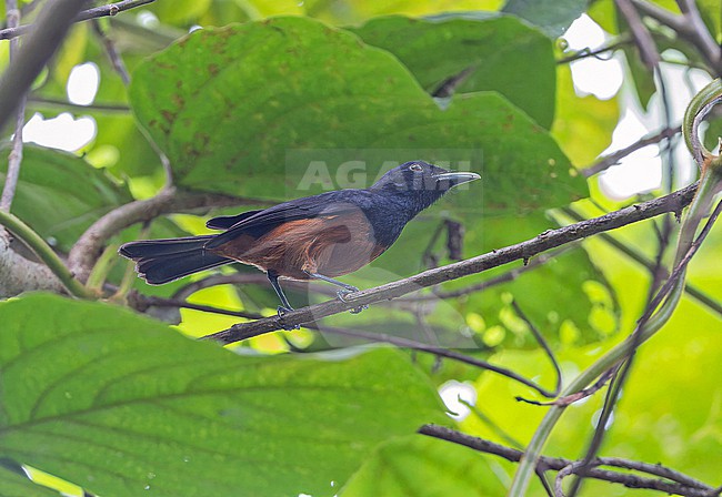 Chestnut-bellied Monarch (Monarcha castaneiventris) on Makira island in the Solomon Islands. stock-image by Agami/Pete Morris,