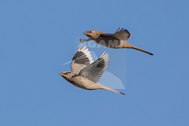 couple of Grey Hypocolius, (Hypocolius ampelinus) flying over Kuwait City, Kuwait. stock-image by Agami/Vincent Legrand,