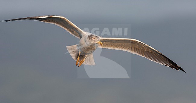 Adult Atlantic Yellow-legged Gull (Larus michahellis atlantis) on the Azores in the Atlantic ocean. stock-image by Agami/Marc Guyt,