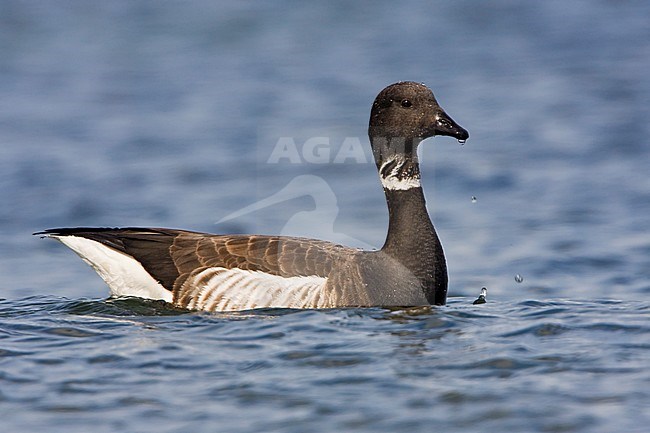 Zwarte Rotgans, Black Brant, Branta nigricans stock-image by Agami/Glenn Bartley,