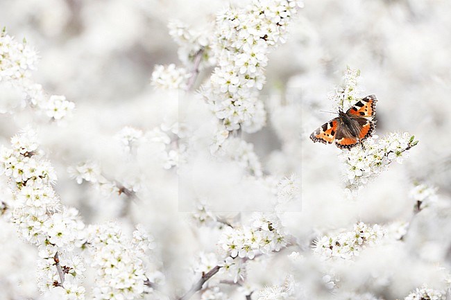 Kleine vos; Small Tortoiseshell; stock-image by Agami/Chris van Rijswijk,