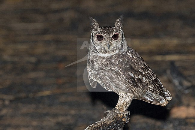 Greyish Eagle-Owl (Bubo cinerascens) in Ghana. stock-image by Agami/Pete Morris,