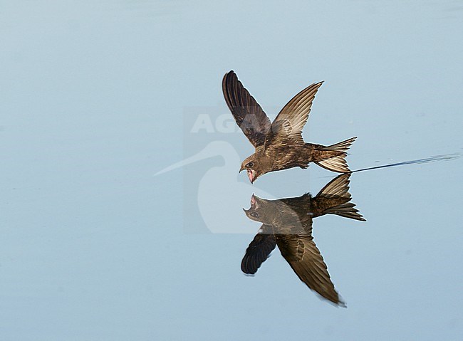 Drinking and foraging adult Common Swift (Apus apus) on a very hot weather summer day, skimming water surface by flying fast and very low with its bill wide open. Surface of the water is very smooth and calm and creating a reflection and mirror image of the bird. stock-image by Agami/Ran Schols,