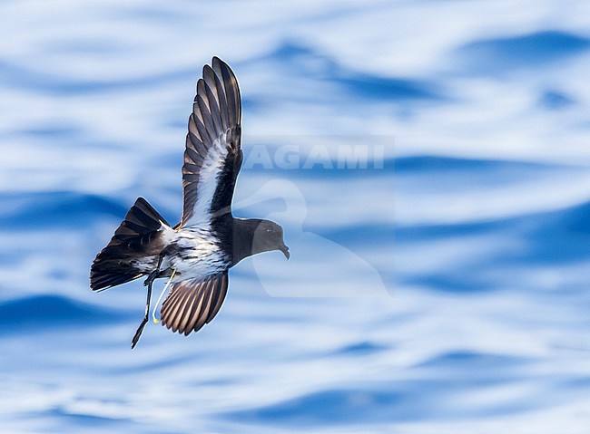 New Zealand Storm Petrel (Fregetta maoriana), a critically endangered seabird species endemic to New Zealand. Flying above the ocean surface. stock-image by Agami/Marc Guyt,