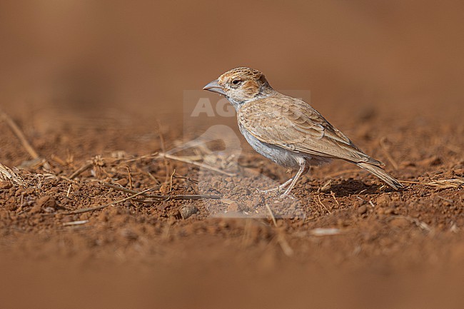 First-winter male Cape Verde Black-crowned Sparrow-Lark (Eremopterix nigriceps nigriceps) sitting on the ground in Moia Moia, Santiago, Cape Verde. stock-image by Agami/Vincent Legrand,