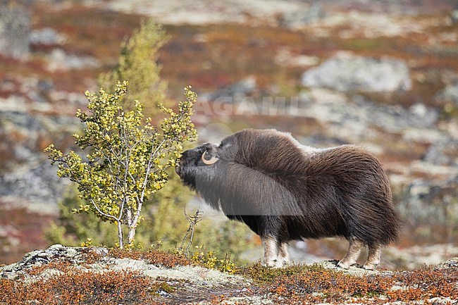 Muskox (Ovibos moschatus) in the Dovrefjell in Norway. Adult female sniffing a tree. stock-image by Agami/Alain Ghignone,