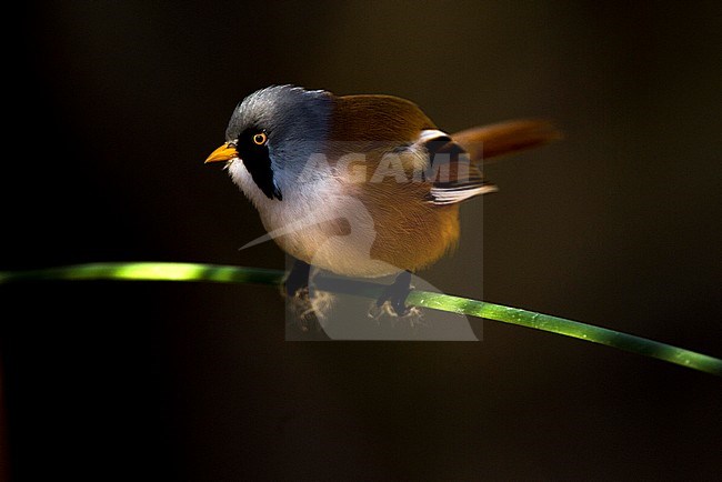 Bearded Reedling, Baardman, Panurus biarmicus stock-image by Agami/Oscar Díez,