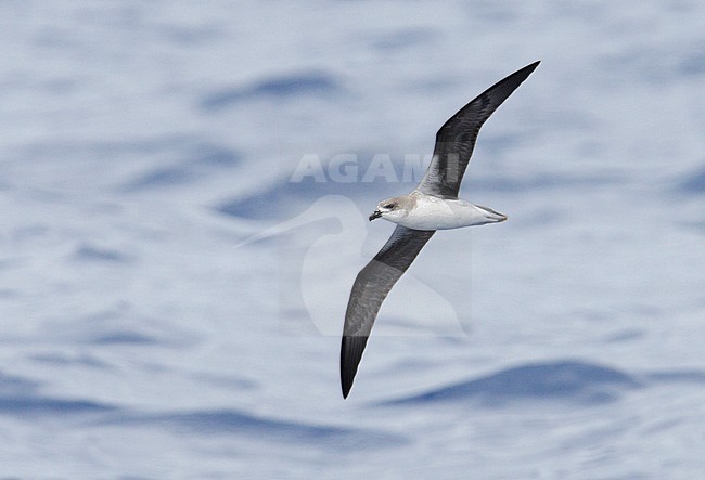 (vermoedelijke) Desertastormvogel vliegend boven zee; (Presumed) Desertas Petrel (Pterodroma desertas) flying over the gulf stream off the east coast of America stock-image by Agami/Mike Danzenbaker,