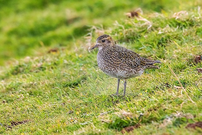 Adult moulting European Golden Plover sitting in the Mountain Reservoir, Corvo. October 18, 2014. stock-image by Agami/Vincent Legrand,