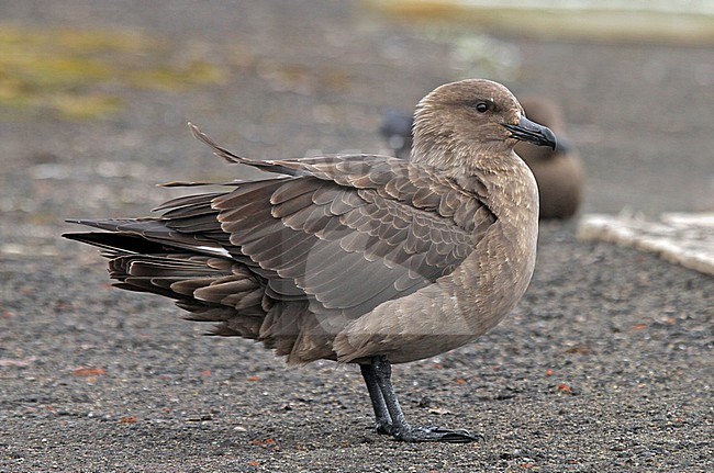 Adult South Polar Skua (Stercorarius maccormicki) on Antarctica. stock-image by Agami/Pete Morris,