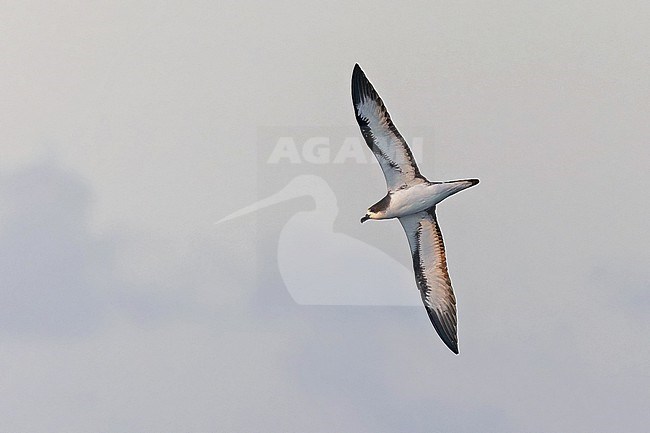 Galapagos Petrel, Pterodroma phaeopygia) at sea off the Galapagos Islands, part of the Republic of Ecuador. stock-image by Agami/Pete Morris,