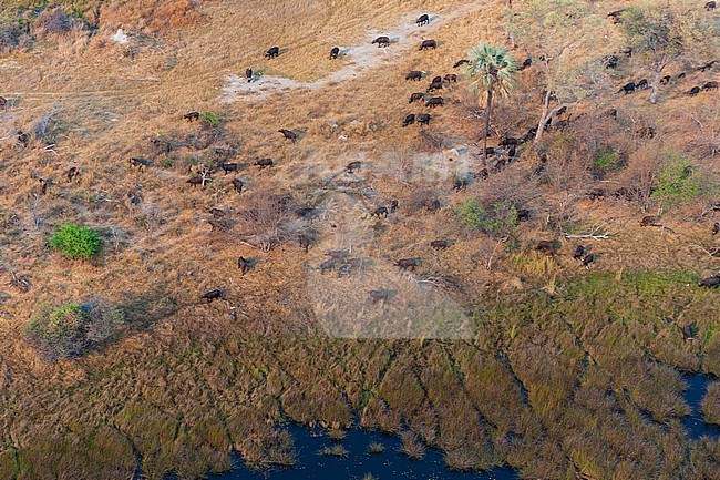 An aerial view of a herd of African buffalo, Syncerus caffer, in the Okavango Delta. Okavango Delta, Botswana. stock-image by Agami/Sergio Pitamitz,