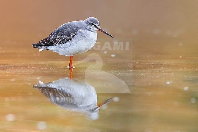 Spotted Redshank, Tringa erythropus, in Italy. stock-image by Agami/Daniele Occhiato,