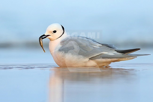 Adult male Ross's Gull (Rhodostethia rosea) in breeding plumage on the arctic tundra near Barrow in northern Alaska, United States. Standing in shallow water. stock-image by Agami/Dubi Shapiro,